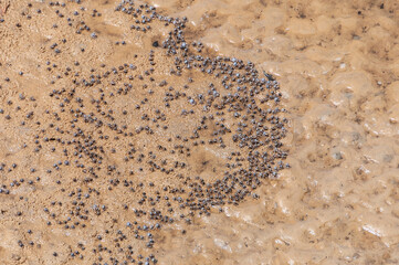 Soldier crab, (Mictyris brevidactylus)  in groups walking on the sand in a low tide at mangrove. Iriomote Island.