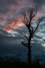 A dry tree isolated in backlight with a pink and dark blue clouds formationon background. Cumulunimbus.
