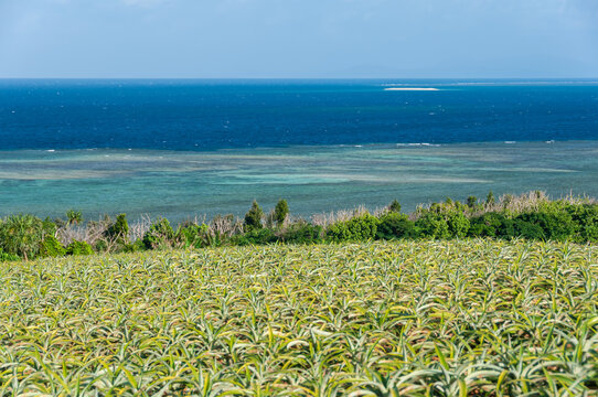 Okinawa pineapple field and blue gradient sea with Barasu island in the background. Iriomote Island.