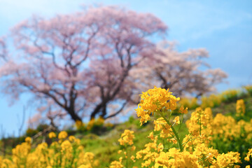 Obraz premium 【福島】満開の弘法桜 菜の花