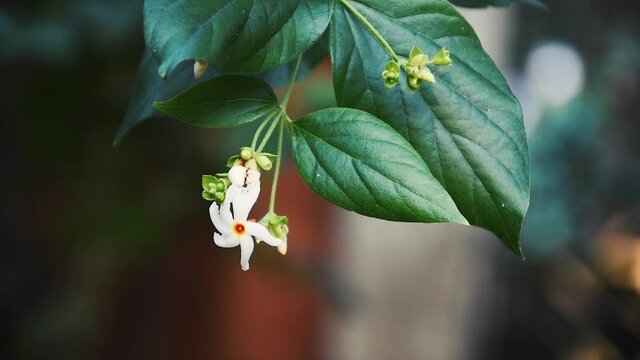 Night Flowering Jasmine or Parijat or Hengra Bubar or Shiuli Flowers and green leaves in nature
