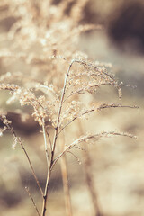 Dry plant with cobwebs in nature