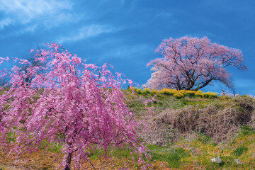 【福島】満開の弘法桜 