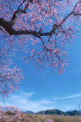 【福島】満開の弘法桜 