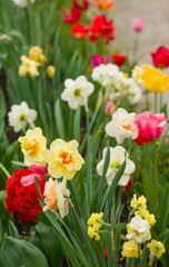 Obraz premium Tulips flowers on a blur background of nature.