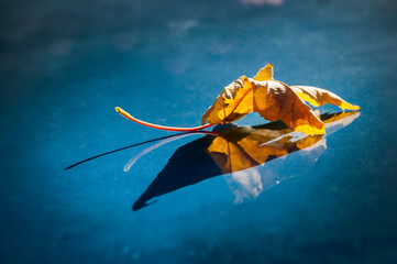 leaf and reflection
