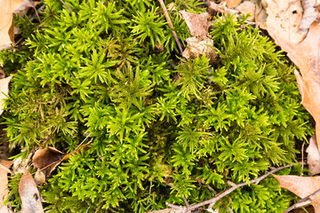 Tree moss, in the woods at Great Pond, Glastonbury, Connecticut.