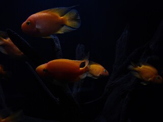 Fototapeta premium Blood-red Parrot Cichlid in an aquarium