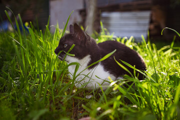 a black and white domestic cat sits in the tall green grass and stares ahead, a sunny summer day, a...
