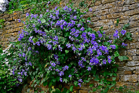 Close up of flowering Clematis 'Jackmanii'