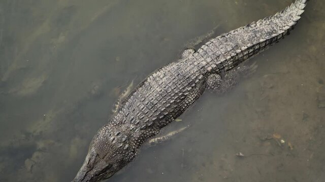 Saltwater Crocodile In The Water In Sungei Buloh Wetland Reserve, Singapore. - high angle