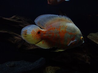 The oscar (Astronotus ocellatus) fish in an aquarium, Thiruvananthapuram Kerala