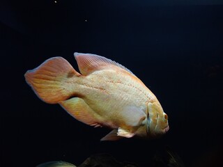 The oscar (Astronotus ocellatus) fish in an aquarium, Thiruvananthapuram Kerala