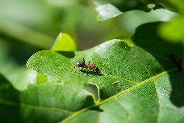 The red wood ant (lat. Formica rufa), of the family Formicidae.