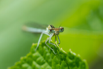 The white-legged damselfly or blue featherleg (lat. Platycnemis pennipes), of the family...