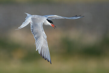 Flußseeschwalbe (Sterna hirundo)