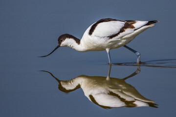 Säbelschnäbler (Recurvirostra avosetta) mit Spiegelbild