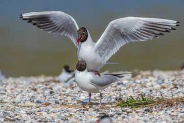 Lachmöwen (Larus ridibundus) bei der Paarung