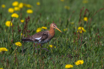 Uferschnepfe (Limosa limosa)