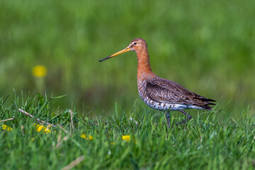 Uferschnepfe (Limosa limosa)