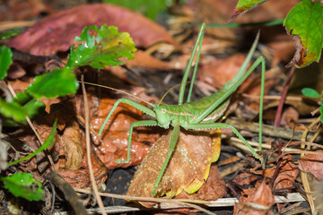 The predatory bush-cricket (lat. Saga pedo), of the family Tettigoniidae.