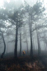 Hiking  In the misty pine forest In the summer morning