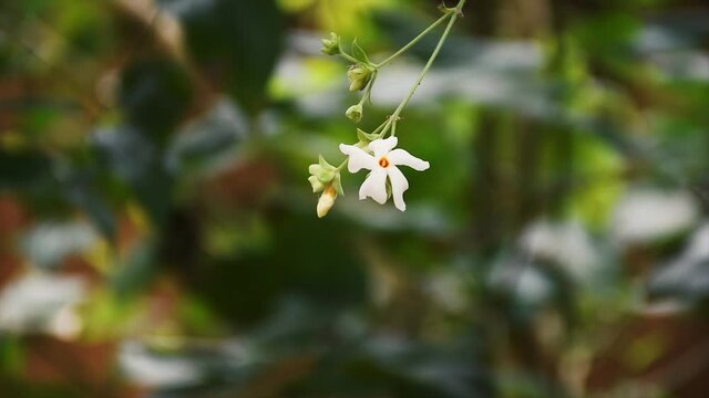 Exotic white Night flowering Jasmine or Parijat or Hengra bubar or Shiuli swaying by the wind in morning in the nature