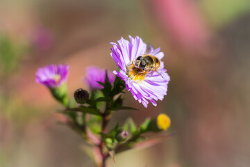 The common drone fly (lat. Eristalis tenax), of the family Syrphidae, and Symphyotrichum novi-belgii (syn. Aster novi-belgii), of the daisy family (Asteraceae).