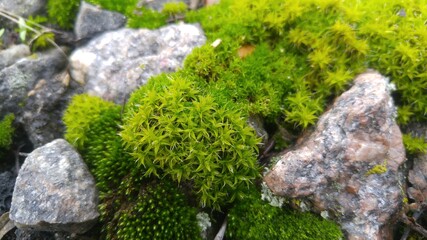 moss on stone