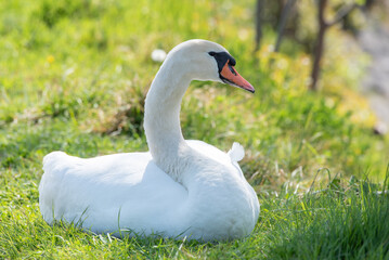 white swan lying on a meadow and resting