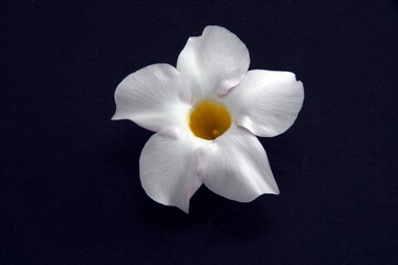Pretty white flower closeup isolated on black.