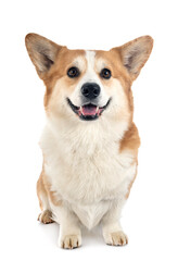 young Pembroke Welsh Corgi