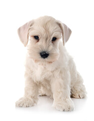 white miniature schnauzer in studio