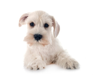 white miniature schnauzer in studio