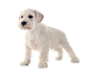 white miniature schnauzer in studio