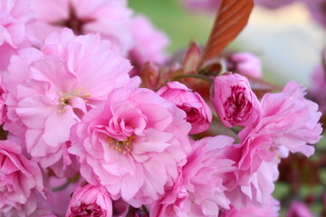 Showy and bright Prunus Kanzan Japanese Flowering Cherry double layer flowers close-up. Sakura blossom. Japanese cherry blossom.