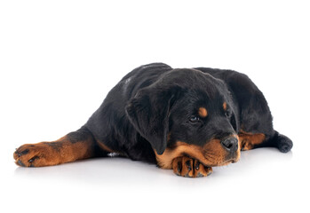 puppy rottweiler in studio