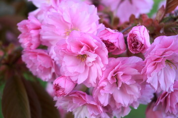 Fototapeta premium Showy and bright Prunus Kanzan Japanese Flowering Cherry double layer flowers close-up. Sakura blossom. Japanese cherry blossom.