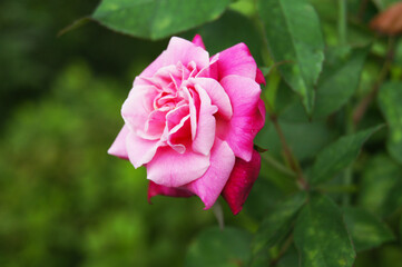 Obraz premium Pink Ombre Rose in the Garden