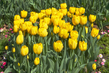 Obraz premium Beautiful tulips in the Kiev botanical garden. 