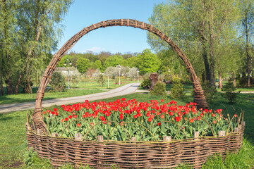 Beautiful flower bed with red tulips in the form of a basket in Feofaniya park, Kiev, Ukraine.