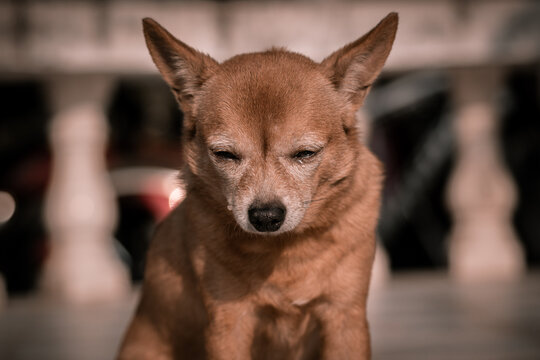 Young brown chihuahua dog in sad mood with natural dark background.