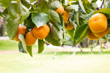 Ripe Persimmon fruit ready for harvest in farm.
