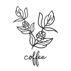 Set of coffee tree branches with flower, leaves and beans