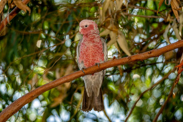 Major Mitchell Cockatoo