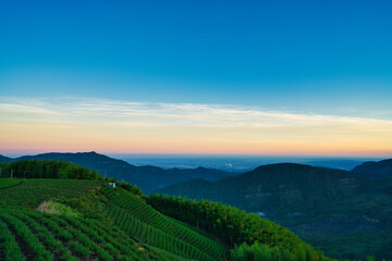 Tea agricultural plantation, clean and fresh early morning. Tea, bamboo, betel nut tree, Cattle Egret migration, Chiayi County Meishan Township features, Taiwan.