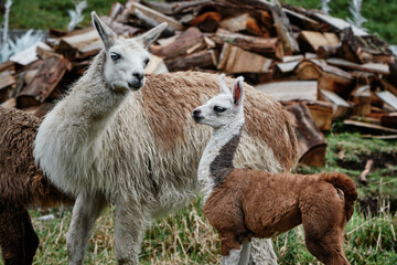 Fototapeta premium Llamas Alpaca in Andes Mountains, South America