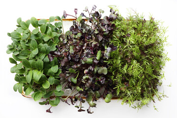 Various microgreens: borage, red radish and mizuna greens