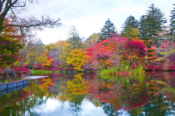 Fototapeta premium Autumn leaves of kumoba pond in Karuizawa,Japan