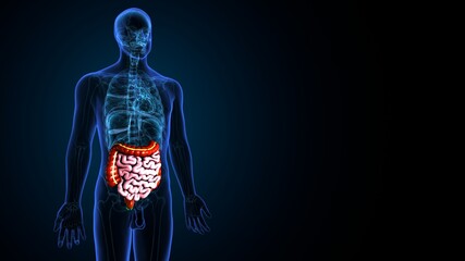 3d illustration of human small and large intestine anatomy.